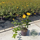 Hypericum dummeri 'Peter Dummer' 20-30 cm P13
