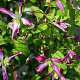 Clematis trit. 'Rubromarginata' 80 cm rozenpot 2L