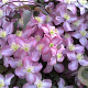 Clematis 'Warwickshire Rose' 80 cm rozenpot 2L