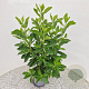 Clethra alnifolia 60-65 cm 3,0L