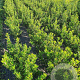 Ilex aquifolium 60-80 cm met kluit