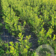 Ilex aquifolium 60-80 cm met kluit