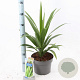Cordyline aus. Emerald Star 40-50 cm 5,0L
