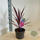 Cordyline aus. Pink Passion 30-40 cm 3,0L
