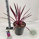 Cordyline aus. Pink Passion 70-80 cm 12L