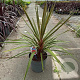 Cordyline aus. 'Red Heart' 70-80 cm 12L