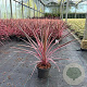 Cordyline aus. 'Southern Splendour' 30-40 cm 3,0L