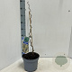 Corylus a. 'Contorta' 60-70 cm 5,0L