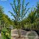 Corylus colurna 150-175 cm draadkluit meerstammig 80-100 breed
