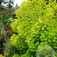 Cotinus cog. 'Ancot' 60-80 cm met kluit