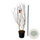 Cotinus cog. 'Royal Purple' 170-200 cm cont. 55L extra