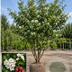 Crataegus laev. 'Mutab. Ravnholdt' 300-350 cm draadkluit meerstammig