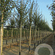 Crataegus media 'Paul's Scarlet' 14-16 HO draadkluit 250 cm stam