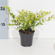 Ilex crenata 'Golden Gem' 15-20 cm P9.5