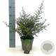 Ilex crenata 'Stokes' 10-15 cm P9,5