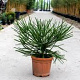 Cryptomeria j. 'Araucarioides' 125-150 cm 20L