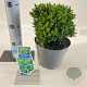 Cryptomeria j. 'Compressa' 20-25 cm 3,0L