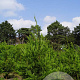 Cryptomeria j. 'Cristata' 250-300 cm draadkluit solitair