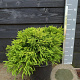Cryptomeria j. 'Little Diamond' 25-30 cm 7,5L