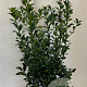 Ilex meserv. Blue Maid 80-100 cm met kluit