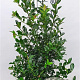 Ilex meserv. Blue Maid 80-100 cm met kluit
