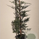 Cupressocyparis leylandii 80-100 cm 5,0L