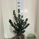 Ilex meserv. 'Blue Prince' 60-80 cm met kluit