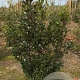 Ilex meserv. 'Blue Prince' 60-80 cm met kluit