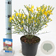 Cytisus scop. 'Vanesse' 20-25 cm 2,0L