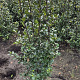 Ilex meserv. 'Blue Prince' 80-100 cm met kluit
