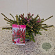 Erica darl. 'Kramer's Rote' 20-25 cm C1.5