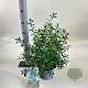 Eriostemon myoporoides 30-40 cm 3,0L