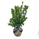 Ilex meserv. Heckenfee 60-80 cm met kluit