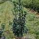 Ilex meserv. Heckenfee 80-100 cm met kluit
