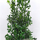 Ilex meserv. Heckenfee 80-100 cm met kluit