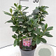 Escallonia laevis Pink Elle 30-40 cm 2,0L