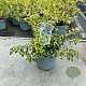Euonymus fort. Blondy 30-40 cm 5,0L