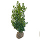 Ilex meserv. 'Heckenstar' 80-100 cm met kluit