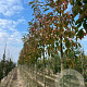 Euonymus ham. 'Indian Summer' 10-12 HO draadkluit