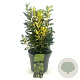 Euonymus jap. 'Gold Queen' 20-25 cm 2,0L