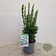 Euonymus jap. 'Green Spire' 35-40 cm 2,5L