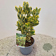 Euonymus jap. Marieke 25-30 cm 2,5L