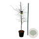 Fagus syl. Midnight Feather 175-200 cm 30L extra
