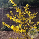Forsythia 'Goldrausch' 30-40 cm 3,0L