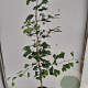 Ginkgo biloba 100-125 cm 4,0L gebonden vertakt