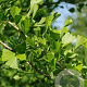 Ginkgo bil. 'Tubifolia' 6-8 HO draadkluit geveerd