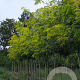 Gleditsia triac. Spectrum 10-12 HO draadkluit