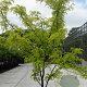 Gleditsia triac. 'Sunburst' 200-250 cm cont. 110L meerstammig