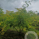 Gleditsia triac. 'Sunburst' 250-300 cm draadkluit meerstammig