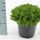 Hebe 'Emerald Gem' 20-25 cm 2,0L